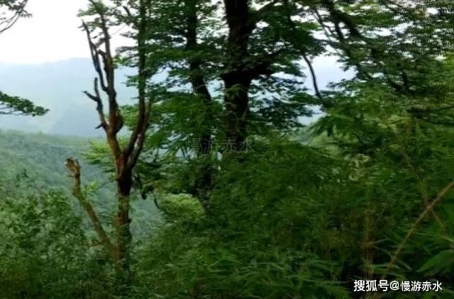 小犀牛救援