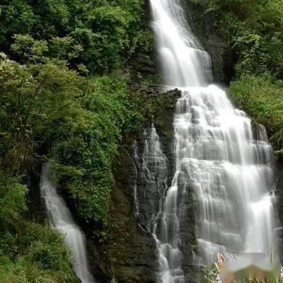 逃离金刚鹦鹉森林